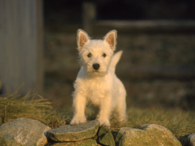 West Highland Terrier by Frank Siteman Pricing Limited Edition Print image
