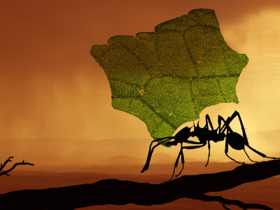 Photo Illustration Of Leaf-Cutter Ant (Atta Species) by David M. Dennis Pricing Limited Edition Print image