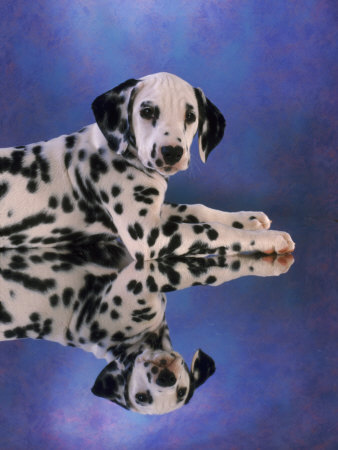 Dalmatian Puppy And Its Reflection by Richard Stacks Pricing Limited Edition Print image