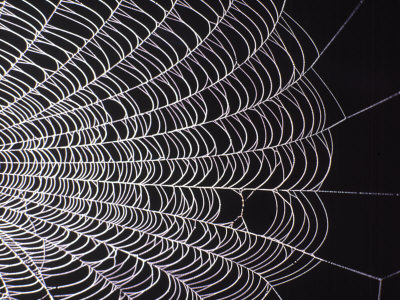 Spider Web by Ted Wilcox Pricing Limited Edition Print image