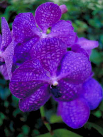 Rare Orchid On The Island Of Kauai, Hawaii by Koa Kahili Pricing Limited Edition Print image