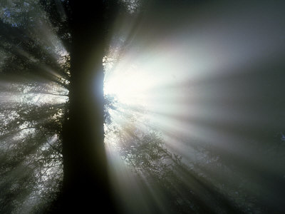 Sun Shining Through Sequoia Sempervirens, Ca by Anna Zuckerman-Vdovenko Pricing Limited Edition Print image
