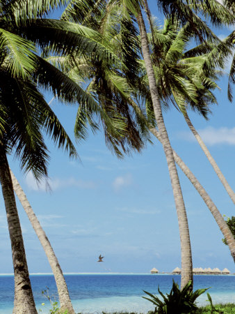 Palm Trees, Bora Bora, Tahiti by Jacob Halaska Pricing Limited Edition Print image
