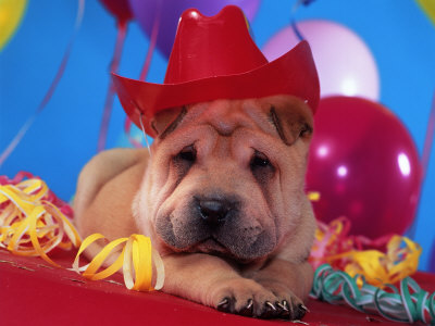 Shar-Pei Wearing Party Hat Near Balloons by Henryk T. Kaiser Pricing Limited Edition Print image