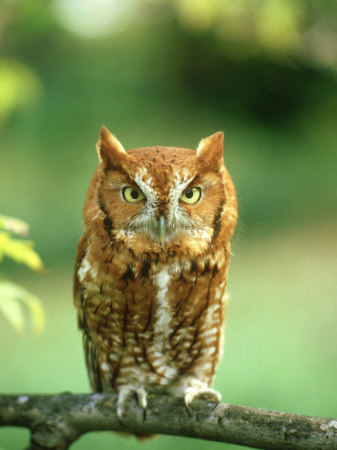 Eastern Screech Owl, Red Phase, Usa by John Netherton Pricing Limited Edition Print image