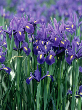 Field Of Purple Dutch Iris by Steve Stroud Pricing Limited Edition Print image