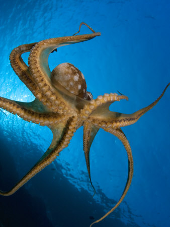 Day Octopus, Hawaii by David B. Fleetham Pricing Limited Edition Print image