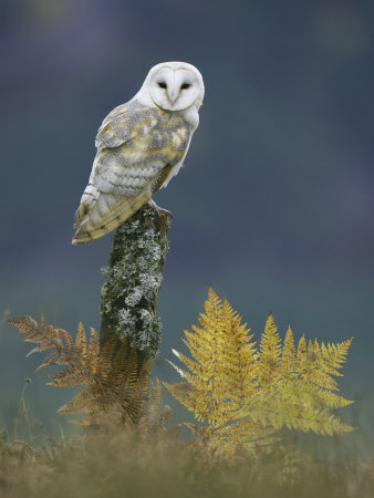 Barn Owl, Adult Perched On Stump, Scotland by Mark Hamblin Pricing Limited Edition Print image