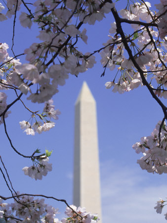 Washington Monument, Washington, Dc by Mark Gibson Pricing Limited Edition Print image