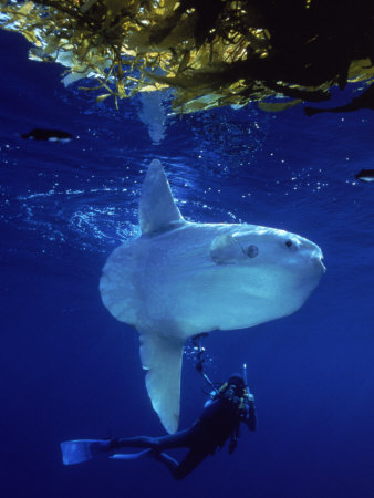 Diver With Ocean Sunfish, Mola, Mola by Eric Horan Pricing Limited Edition Print image