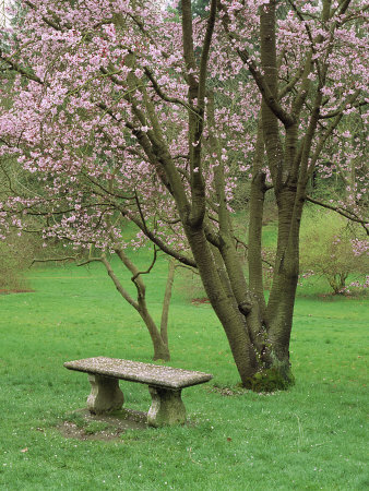 Cherry Tree, Washpark Arboretum, Seattle, Wa by Mark Windom Pricing Limited Edition Print image