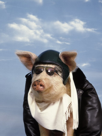 Pig Dressed As Pilot by Kurt Freundlinger Pricing Limited Edition Print image