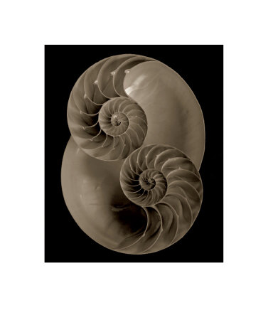 Nautilus I by Bruce Rae Pricing Limited Edition Print image