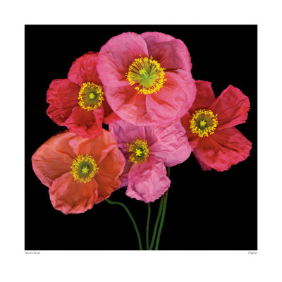 Poppies by Sharon Beals Pricing Limited Edition Print image