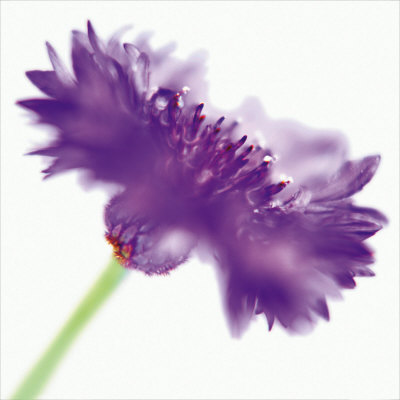 Cornflower by Eddie Judd Pricing Limited Edition Print image