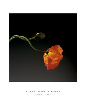 Poppy, C.1988 by Robert Mapplethorpe Pricing Limited Edition Print image