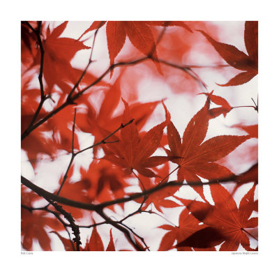 Japanese Maple Leaves by Rob Casey Pricing Limited Edition Print image