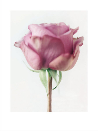 Rose Ii by Howard Sooley Pricing Limited Edition Print image