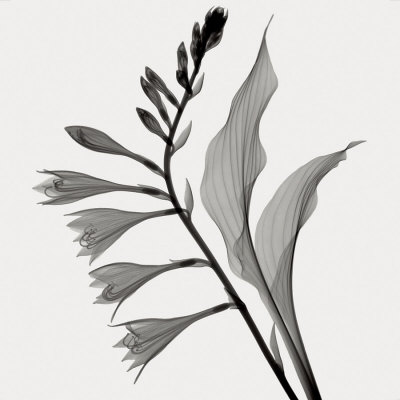 Hosta I by Don Dudenbostel Pricing Limited Edition Print image
