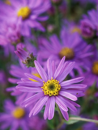 Aster Frikartii Flora's Delight by Lynn Keddie Pricing Limited Edition Print image