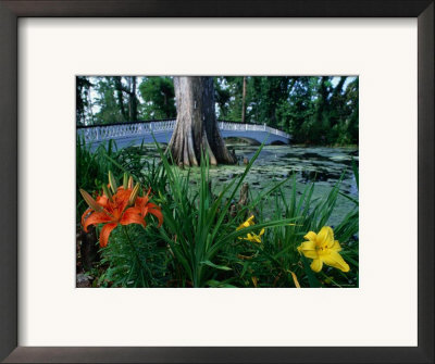 Flowers In Gardens At Magnolia Plantation, Charleston, South Carolina by John Elk Iii Pricing Limited Edition Print image