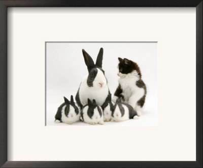 Blue Dutch Rabbit And Four 3-Week Babies And Black-And-White Kitten by Jane Burton Pricing Limited Edition Print image