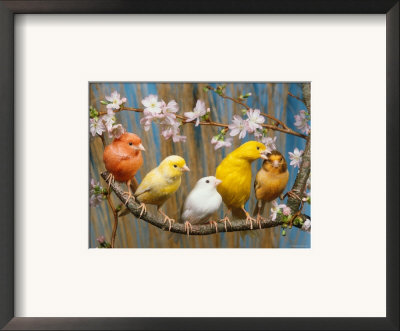 Five Canaries Of Different Colours by Reinhard Pricing Limited Edition Print image
