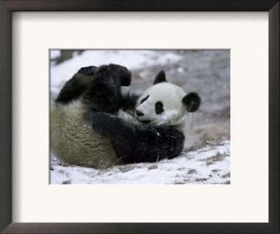 Giant Panda Cub Playing In Snow, Wolong Ziran Baohuqu, Sichuan, China by Keren Su Pricing Limited Edition Print image