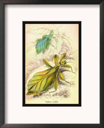 Insects: Phyllium Siccifolia by James Duncan Pricing Limited Edition Print image