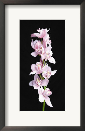 Pink Orchid by Jason Graham Pricing Limited Edition Print image