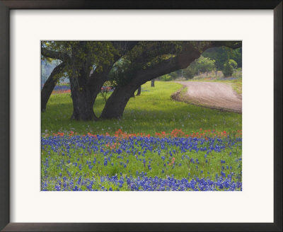 Oak Trees, Blue Bonnets, And Indian Paint Brush, Near Gay Hill, Texas, Usa by Darrell Gulin Pricing Limited Edition Print image