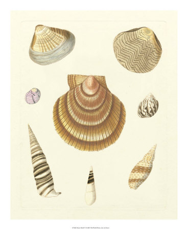 Knorr Shells V by George Wolfgang Knorr Pricing Limited Edition Print image