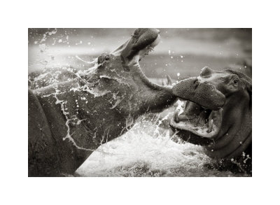 Hippo Battle by Andy Biggs Pricing Limited Edition Print image