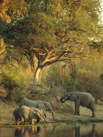 African Elephants At A Water Hole by Beverly Joubert Pricing Limited Edition Print image
