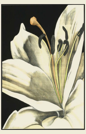 Graphic Lily Iii by Jennifer Goldberger Pricing Limited Edition Print image