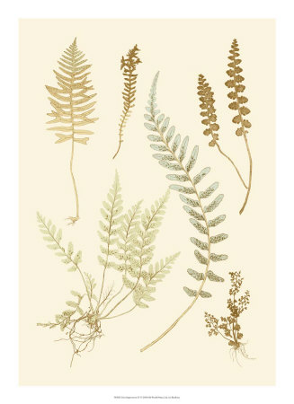 Fern Impressions Iv by Henry Bradbury Pricing Limited Edition Print image