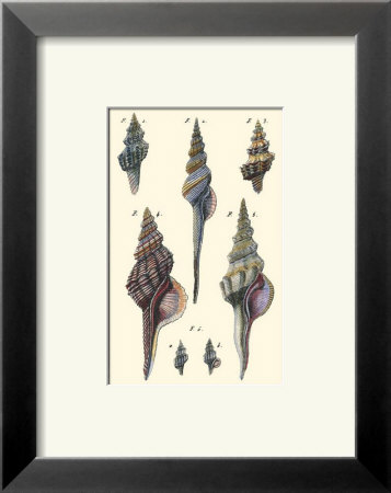 Sea Shells I by Denis Diderot Pricing Limited Edition Print image