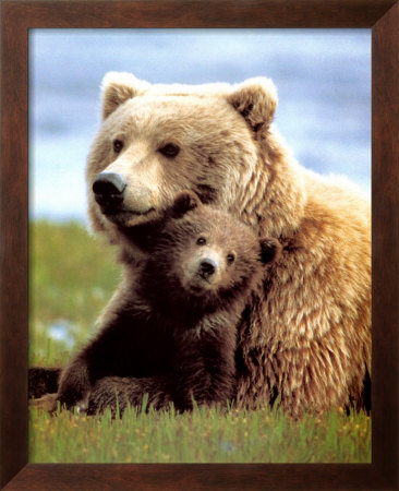 Grizzly With Cub by Boyd Norton Pricing Limited Edition Print image