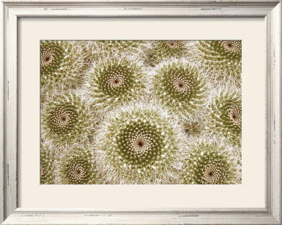 Cactus Spirals by David Cramer Pricing Limited Edition Print image