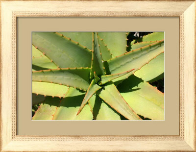 Cactus by Matt Blaisdell Pricing Limited Edition Print image