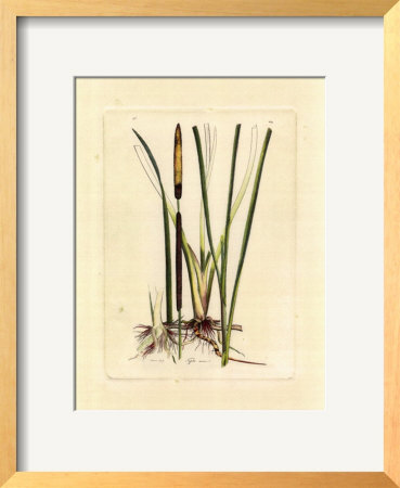 Antique Cattail Ii by Samuel Curtis Pricing Limited Edition Print image