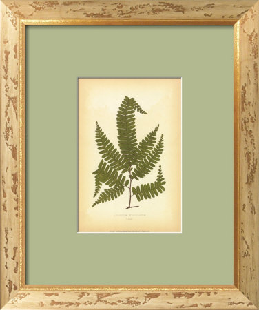 Fern Ii by Edward Lowe Pricing Limited Edition Print image