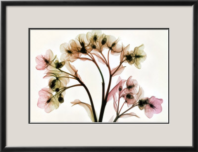 Hellebore Ii by Steven N. Meyers Pricing Limited Edition Print image