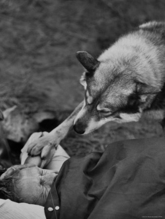 Actor Steve Mcqueen Roused From Sleep By Pet Malamute During Hunting Trip In Sierra Madre Mountains by John Dominis Pricing Limited Edition Print image