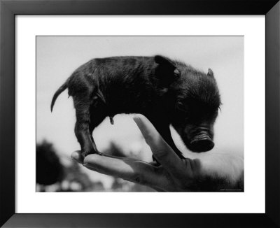 Picture Of A Baby Pig In The Palm Of A Mans Hand by Wallace Kirkland Pricing Limited Edition Print image