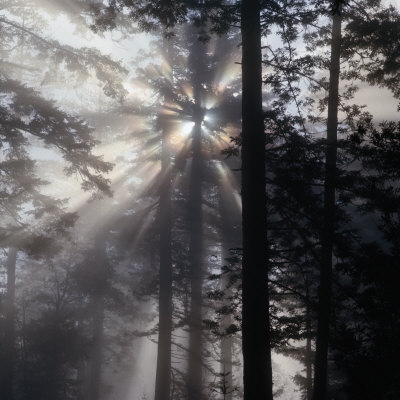 Sunlight And Fog Through Redwood Trees On Mendocino Coast Near Navarro River, Mendocino, Usa by Wes Walker Pricing Limited Edition Print image