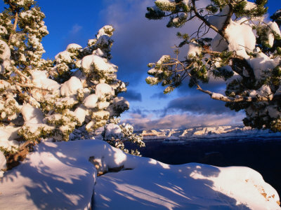 Snow Coverered Tree Branches And Landscape, Grand Canyon National Park, Arizona, Usa by Curtis Martin Pricing Limited Edition Print image