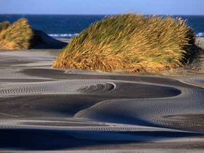 Sand Dune Flora At Farewell Spit On Golden Bay, Nelson, New Zealand by Paul Kennedy Pricing Limited Edition Print image