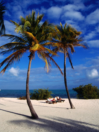 Palm Trees On Beach, Usa by Lee Foster Pricing Limited Edition Print image