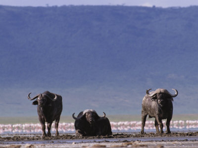 Cape Buffalos With Flamingos Nearby by Beverly Joubert Pricing Limited Edition Print image